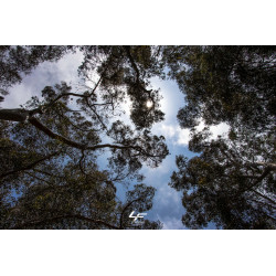 In the forest (Catalina Island)