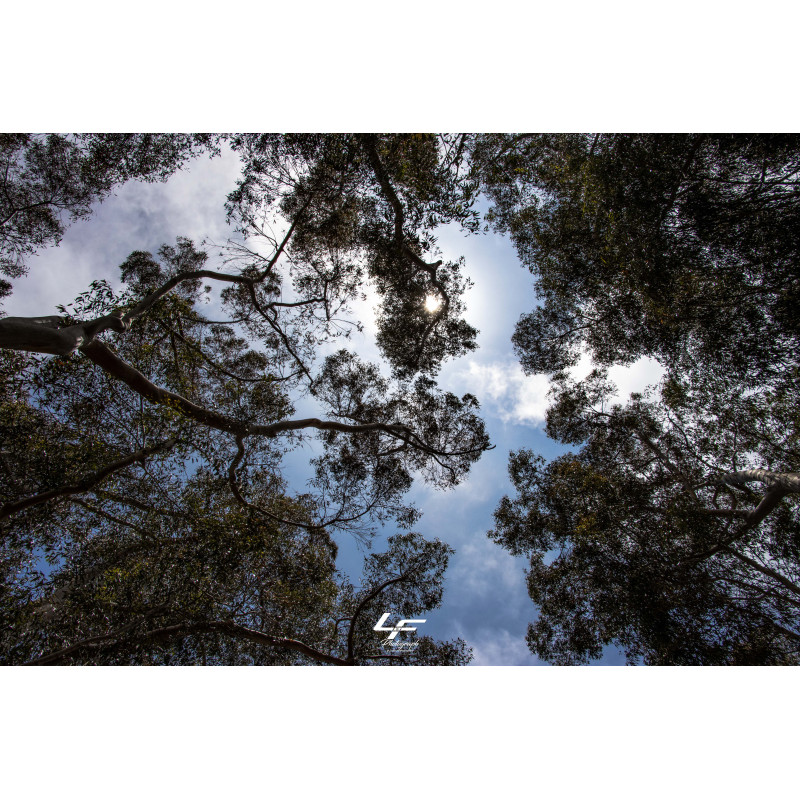 In the forest (Catalina Island) In the forest (Catalina Island)