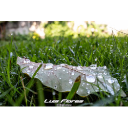 Drops